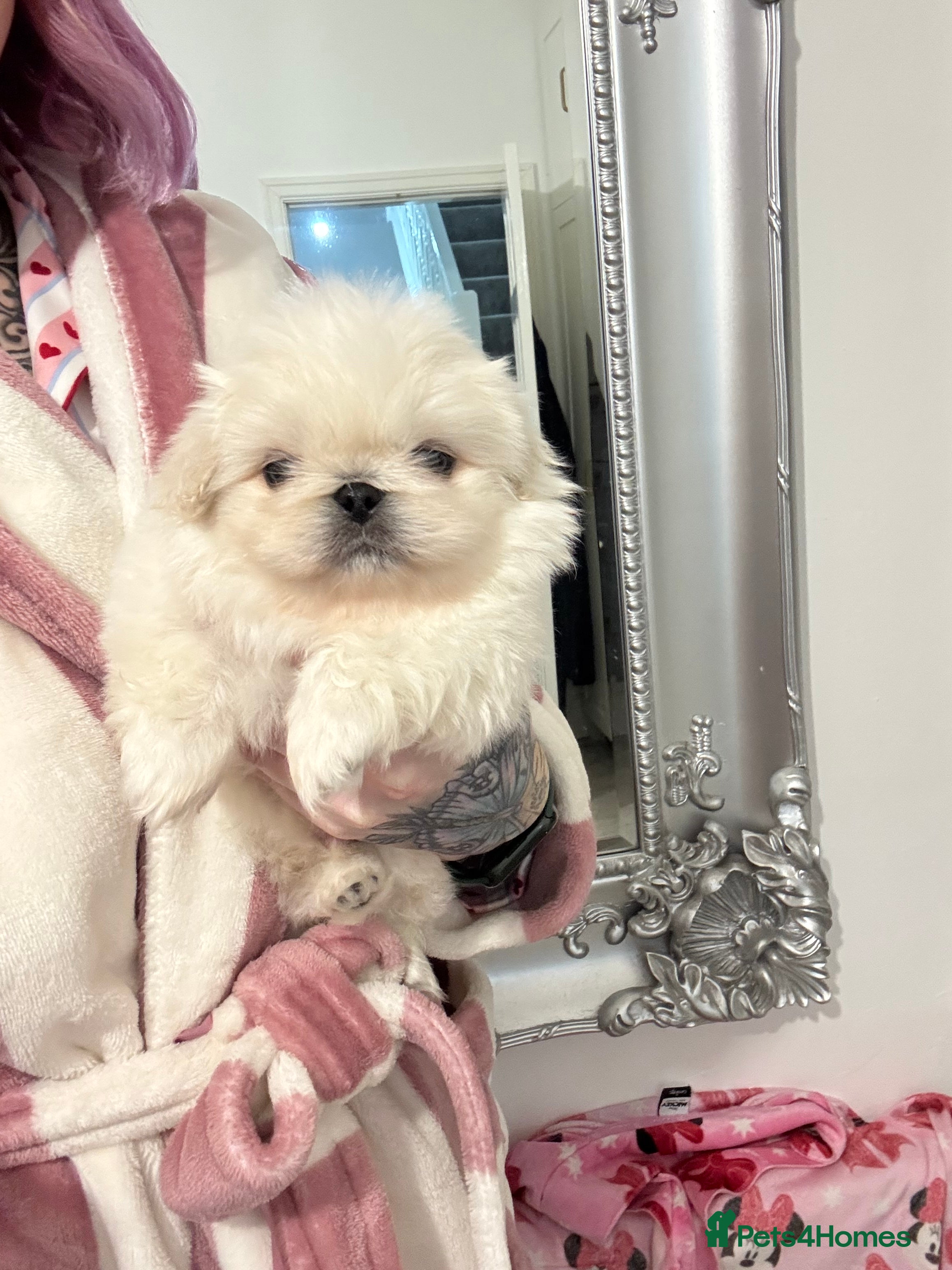 Pekingese dogs Pekingese puppys - Advert 8