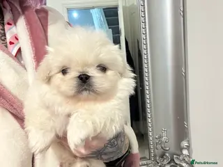 Pekingese dogs Pekingese puppys - Advert 8