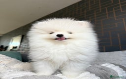 Pomeranian dogs for sale: ONLY 1 TEDDY BEAR BOY LEFT! 🧸💙 - Image 1