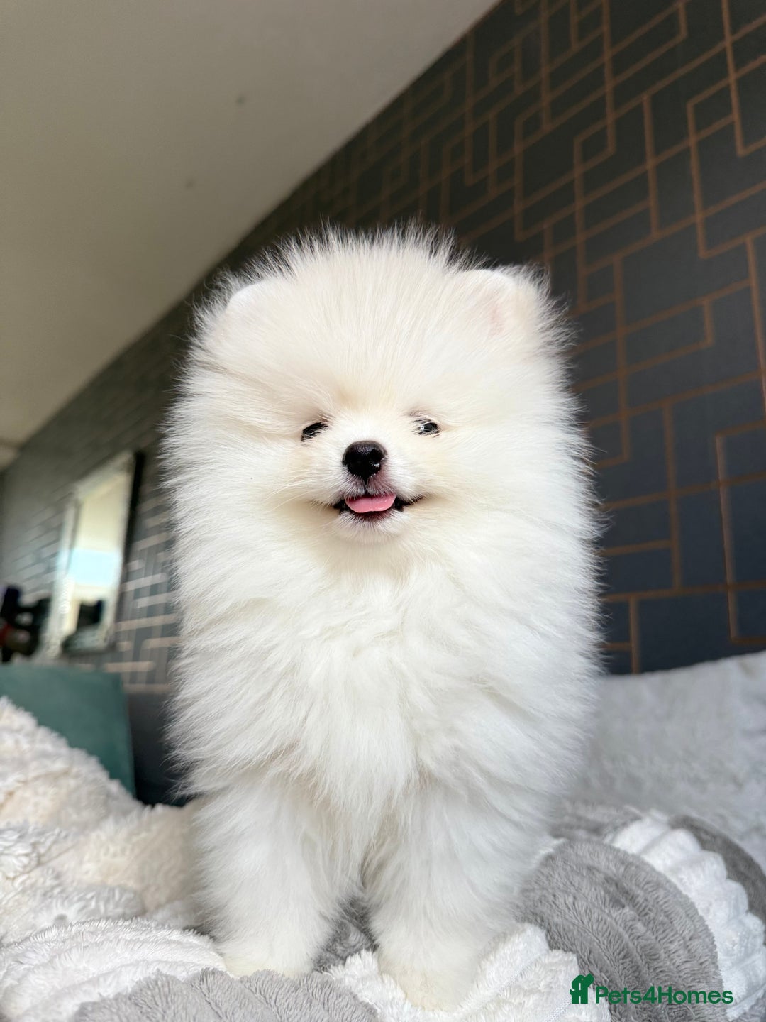 Pomeranian dogs for sale: ONLY 1 TEDDY BEAR BOY LEFT! 🧸💙 - Image 1