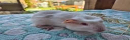 Guinea Pig rodents for sale: Baby male Guinea pigs - Advert 3