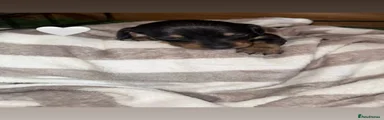 Dachshund 3