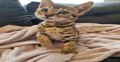 Bengal cats - Advert 12