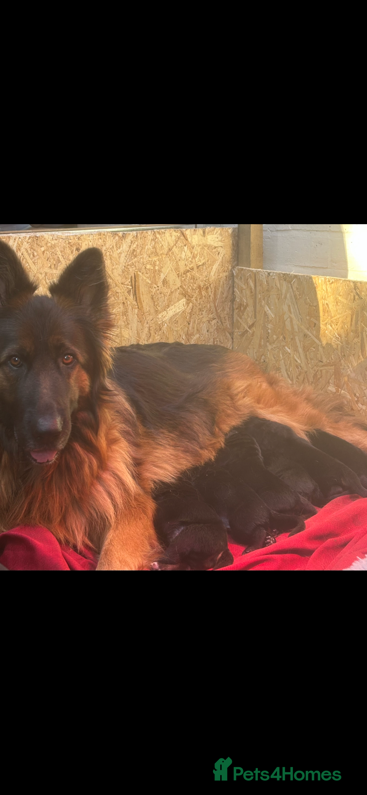 German Shepherd dogs Working german shepherd puppies available! - Advert 5