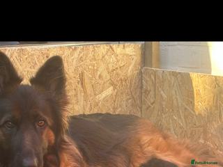 German Shepherd dogs - Advert 20