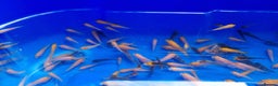 Koi Carp fish for sale: Mixed Koi Carp Fry (1 to 1.5 inch) pond baby fish - Advert 4