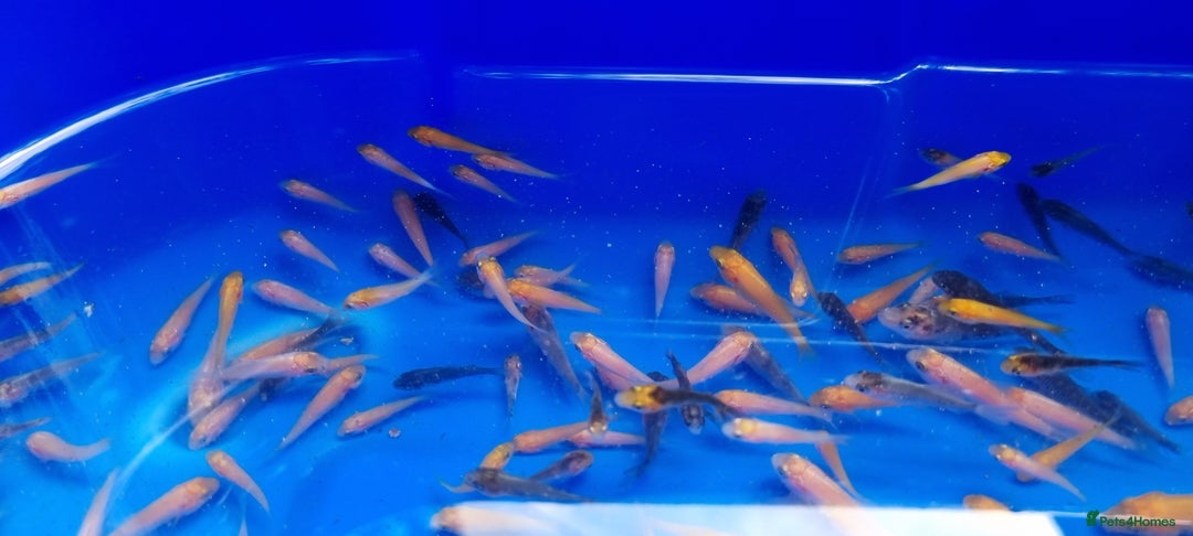 Koi Carp fish for sale: Mixed Koi Carp Fry (1 to 1.5 inch) pond baby fish - Advert 4
