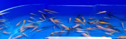 Koi Carp fish for sale: Mixed Koi Carp Fry (1 to 1.5 inch) pond baby fish - Advert 4