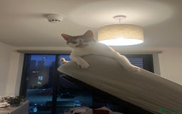 British Shorthair cats for sale: Ginger and White Shorthaired Cat - Image 6
