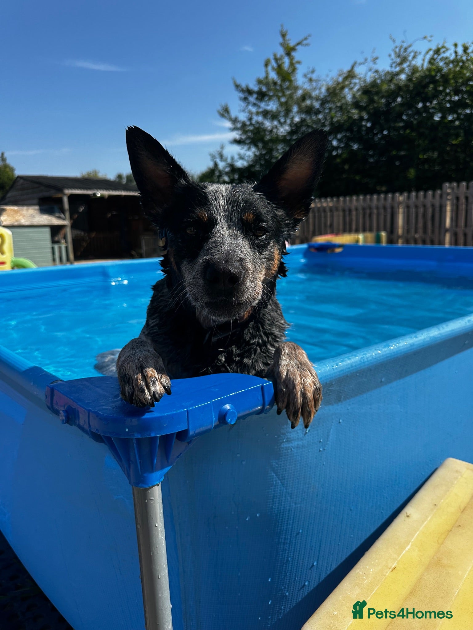 Australian Cattle Dog dogs Now reduced! Stunning cattle dogs! - Advert 2