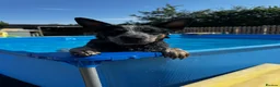 Australian Cattle Dog dogs for sale: Now reduced! Stunning cattle dogs! - Advert 2