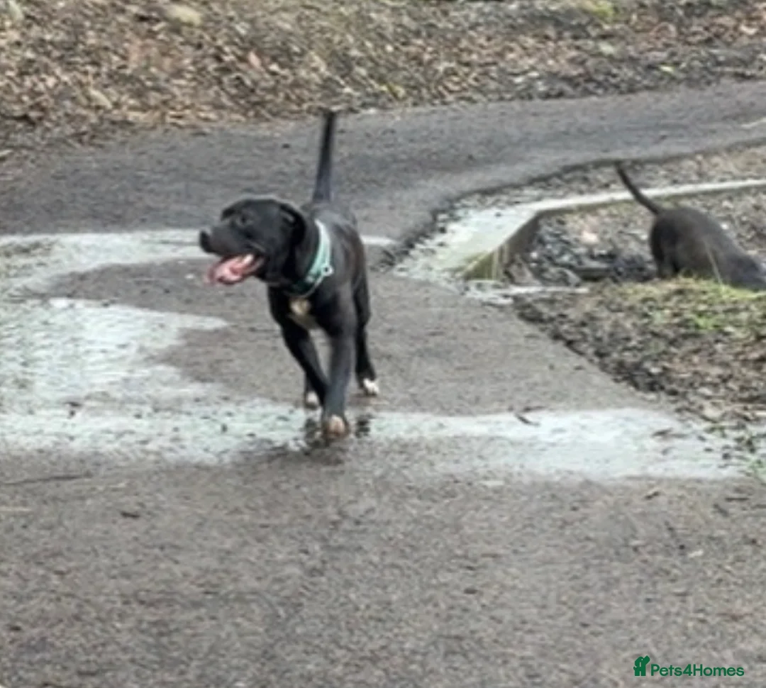 Mixed Breed dogs for sale: 14 month old for sale  - Advert 2