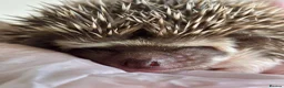 Pygmy Hedgehog rodents for sale: African Pygmy Hedgehog  in Eastleigh - Advert 14