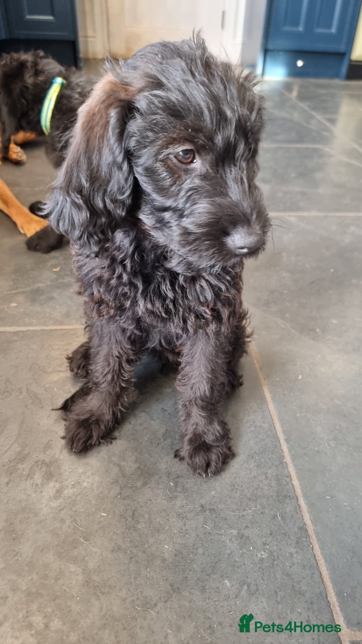 Labradoodle dogs Superb labradoodles ready to go - Advert 1