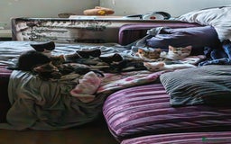 Khao Manee cats for sale: Mixed price Khao Manee kittens  - Image 30