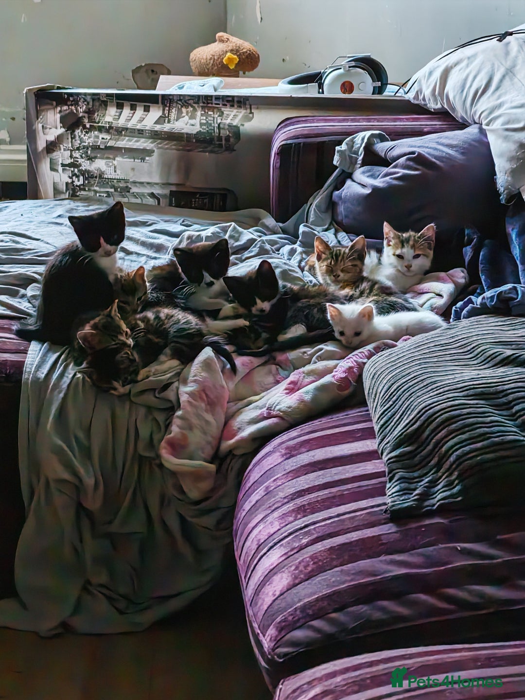Khao Manee cats for sale: Mixed price Khao Manee kittens  - Image 30