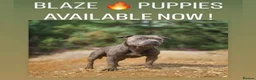 Staffordshire Bull Terrier dogs for sale:  Blue Staffordshire Bull Terrier Puppies Available - Advert 6