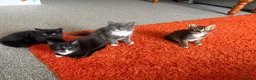 Mixed Breed cats for sale: Lovely kittens looking for loving home - Advert 2