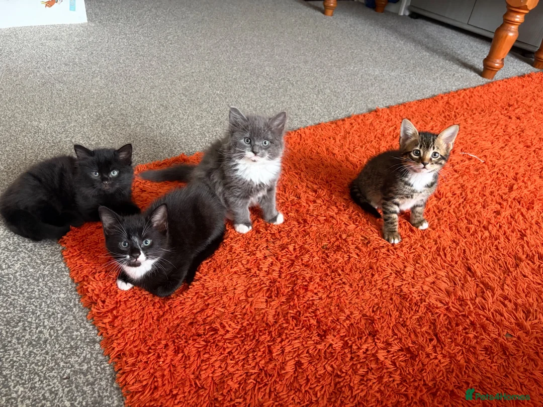 Mixed Breed cats for sale: Lovely kittens looking for loving home - Advert 2