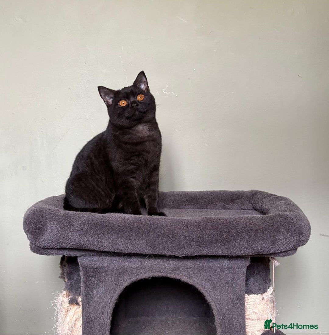 British Shorthair cats for sale: British Shorthair kittens - Advert 22