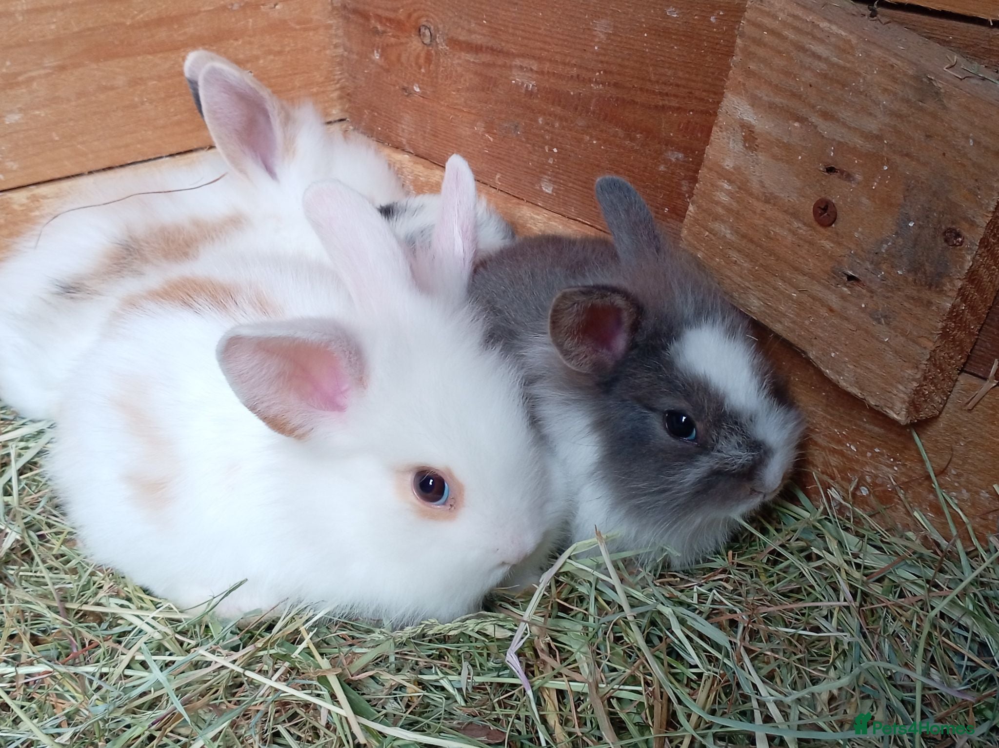 Mini Lion Lop rabbits Lop cross lionhead babies available now - Advert 10