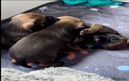 Border Terrier dogs for sale: Slem clear KC Registered  Border Terriers  - Image 6