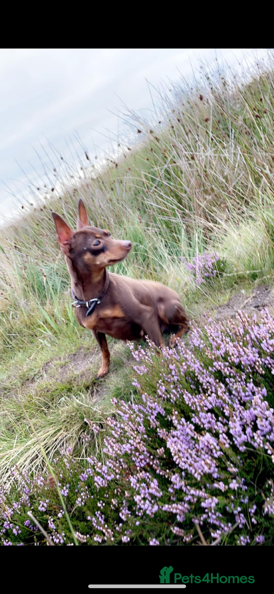 Miniature Pinscher dogs Stunning miniature pincher  - Advert 1