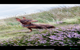 Miniature Pinscher dogs for sale: Stunning miniature pincher  - Image 1