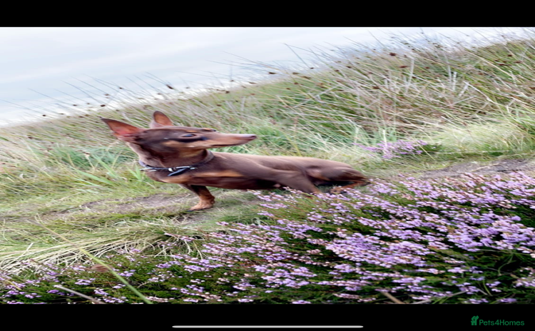 Miniature Pinscher dogs for sale - Advert 2