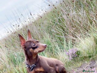 Miniature Pinscher dogs - Advert 12
