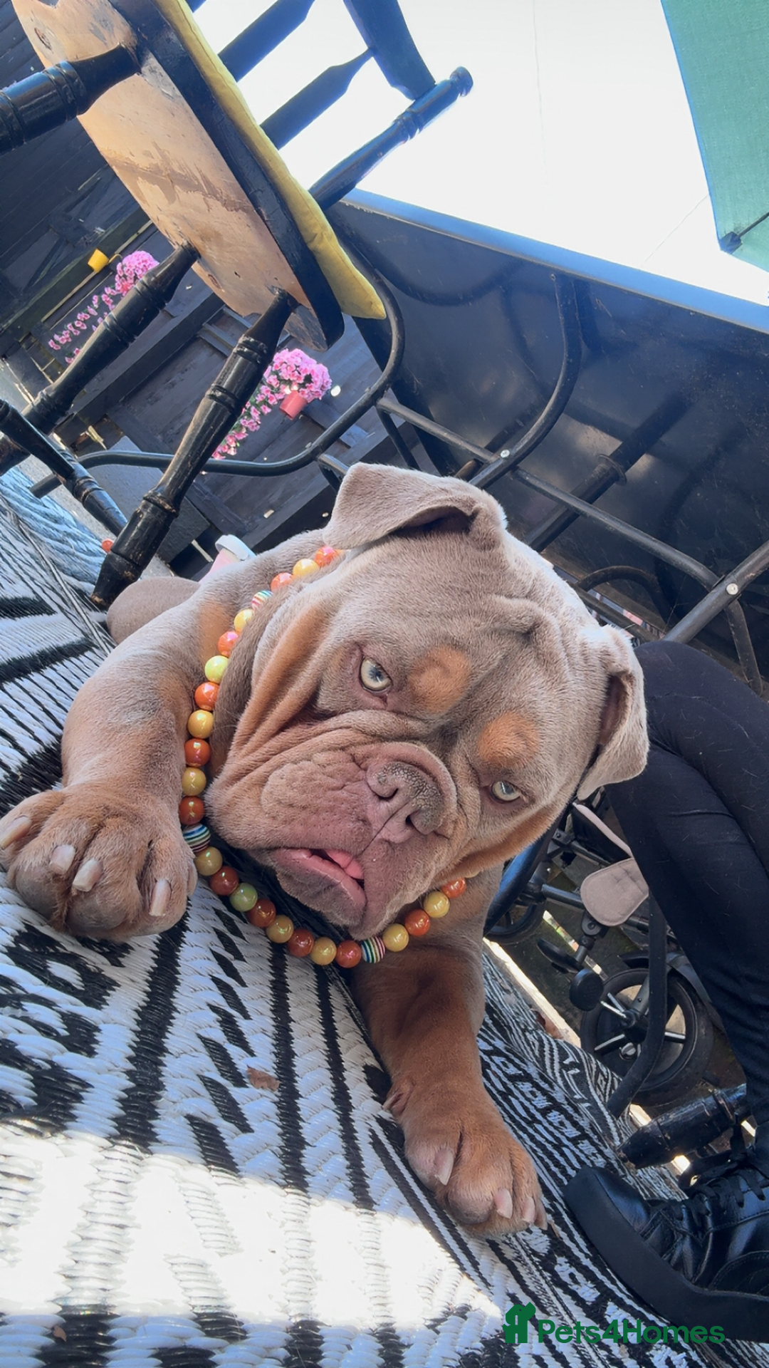 Olde English Bulldogge dogs for stud: STUD DUTIES!! 💥 King Bruno 💥 - Image 6