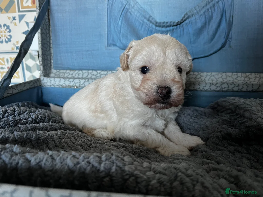 Maltipoo dogs for sale: 2 boys - Ready to leave   - Advert 2
