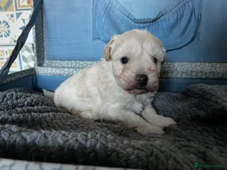 Maltipoo dogs Maltipoo’s looking for there forever home - Advert 15