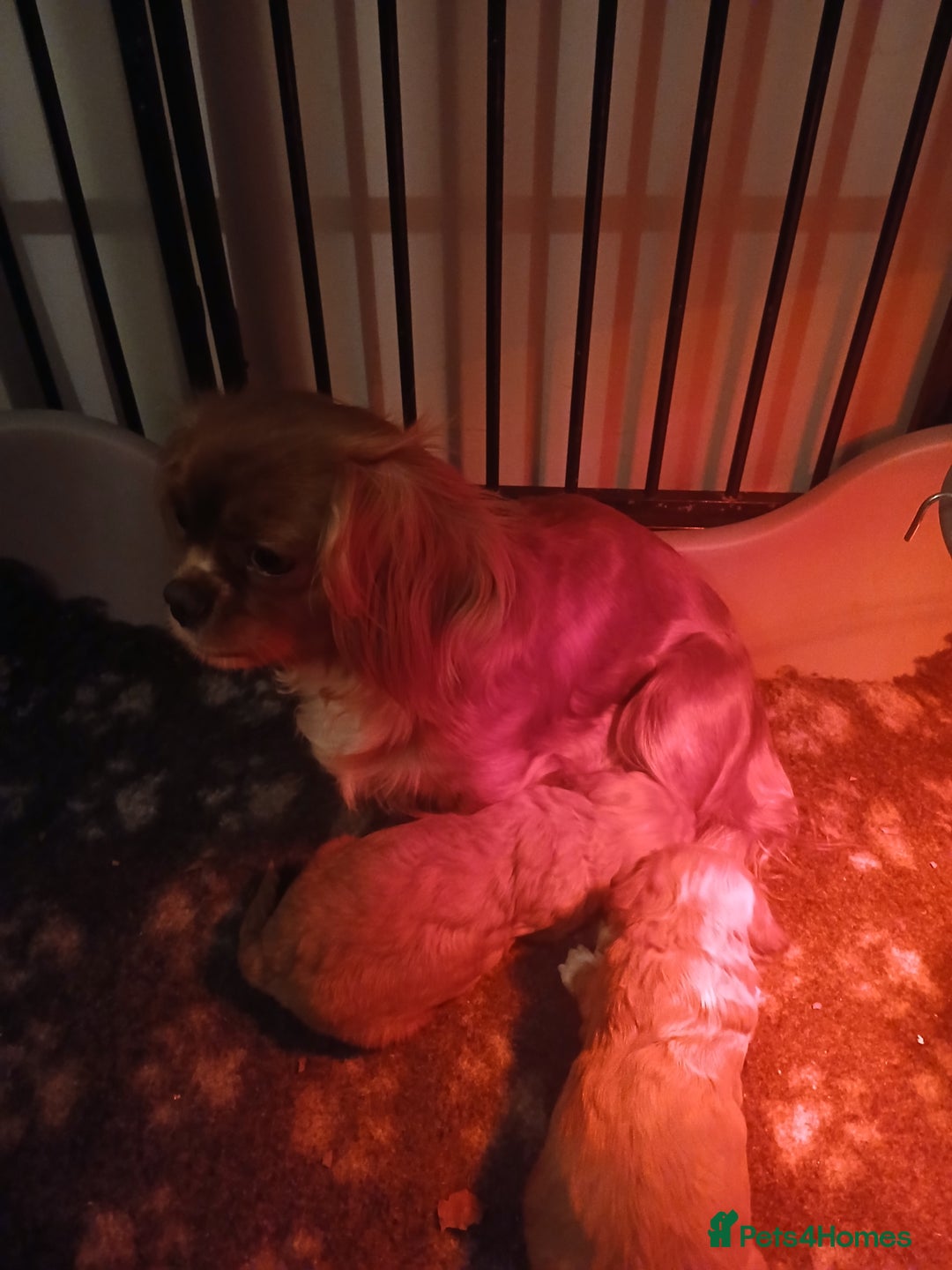 Cavapoo dogs for sale: Toy Cavapoo - Advert 4