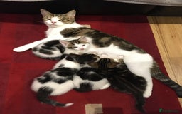 Mixed Breed cats for sale: Bring Home a Bundle of Joy Kittens Ready Oct. 2nd! - Image 32