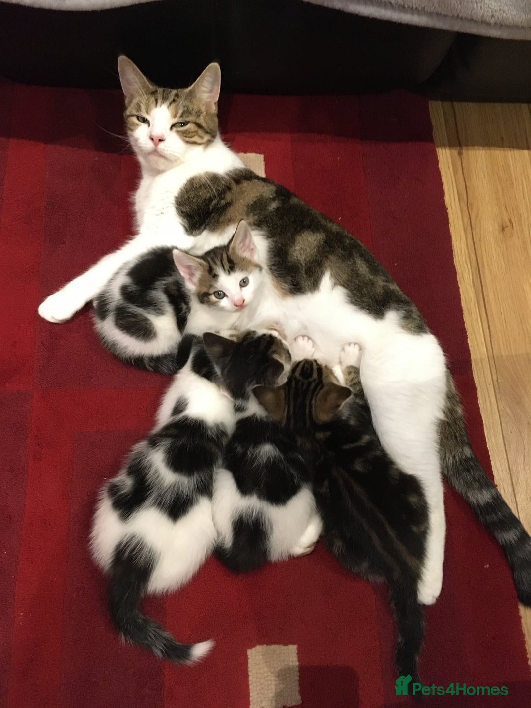 Mixed Breed cats for sale: Bring Home a Bundle of Joy Kittens Ready Oct. 2nd! - Image 32