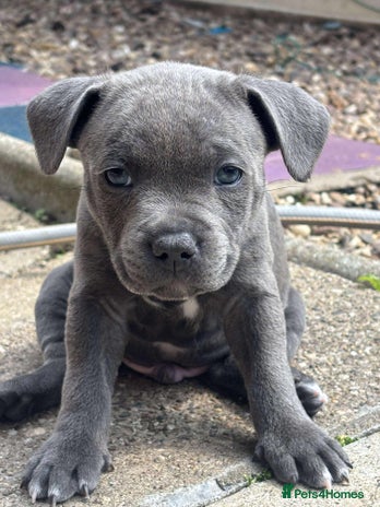 Pedigree Staffy Puppy Blue Staffordshire Pedigree Staffy Puppies