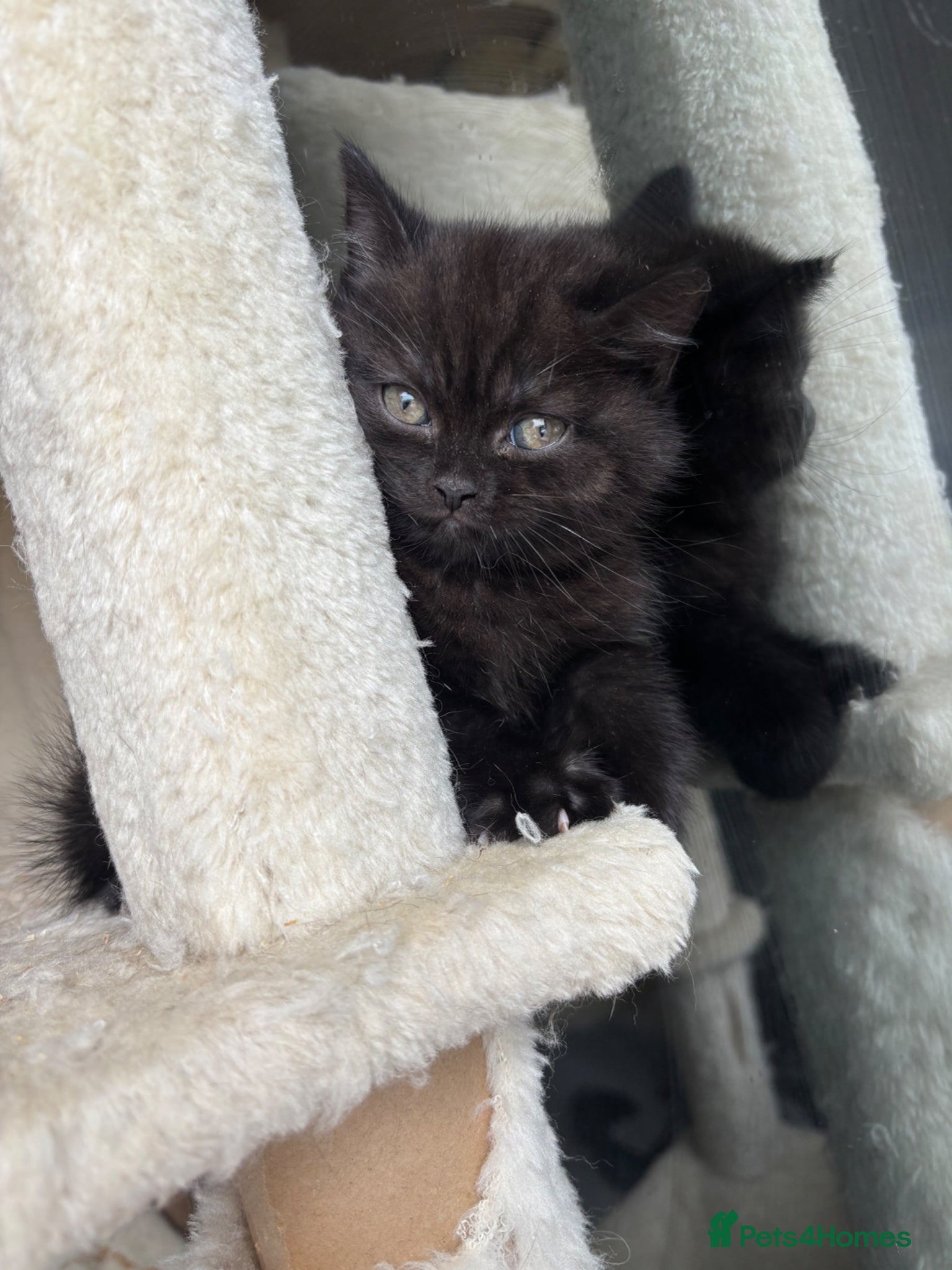 British Shorthair cats 😻Happy kittens 😻 - Advert 1