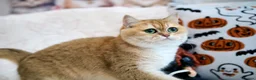 British Shorthair cats for sale: BSH Retired Queen, very young  - Advert 6