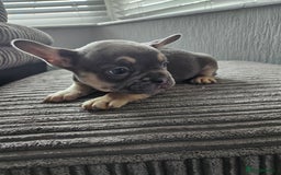 French Bulldog dogs for sale: Gorgeous frenchie pups  - Image 39