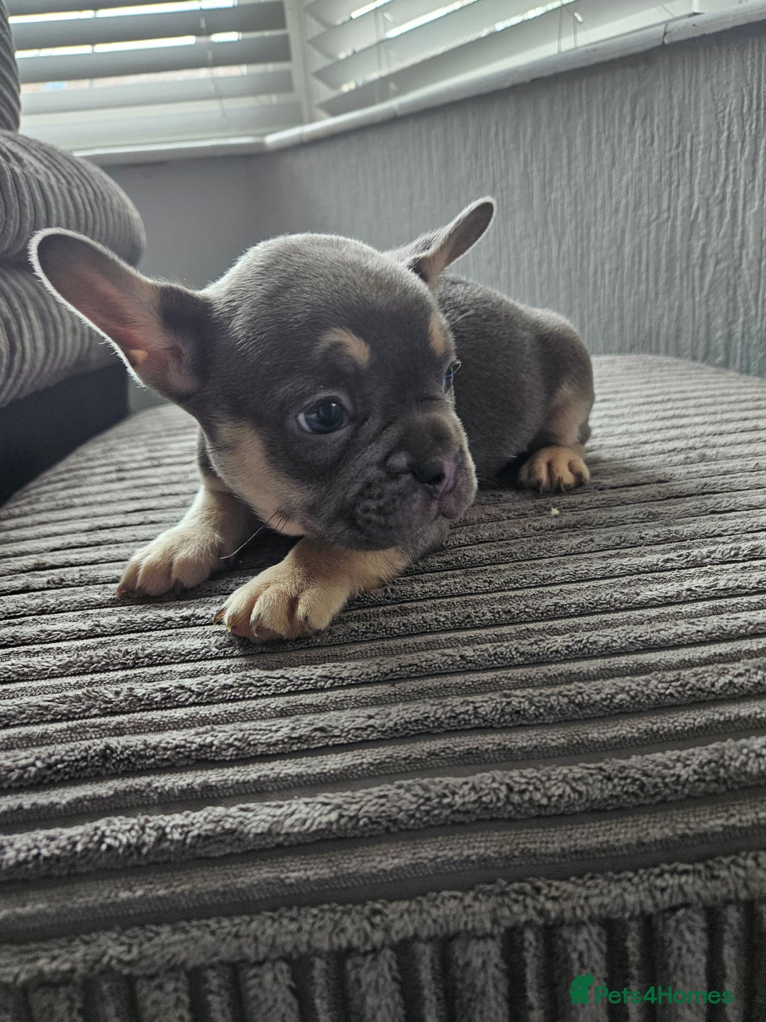 French Bulldog dogs for sale: Gorgeous frenchie pups  - Image 39