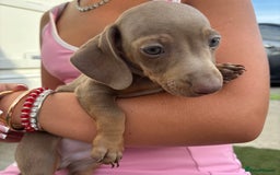 Miniature Dachshund dogs for sale: Miniature dachshund puppy’s TO LEAVE NOW in Luton - Image 28
