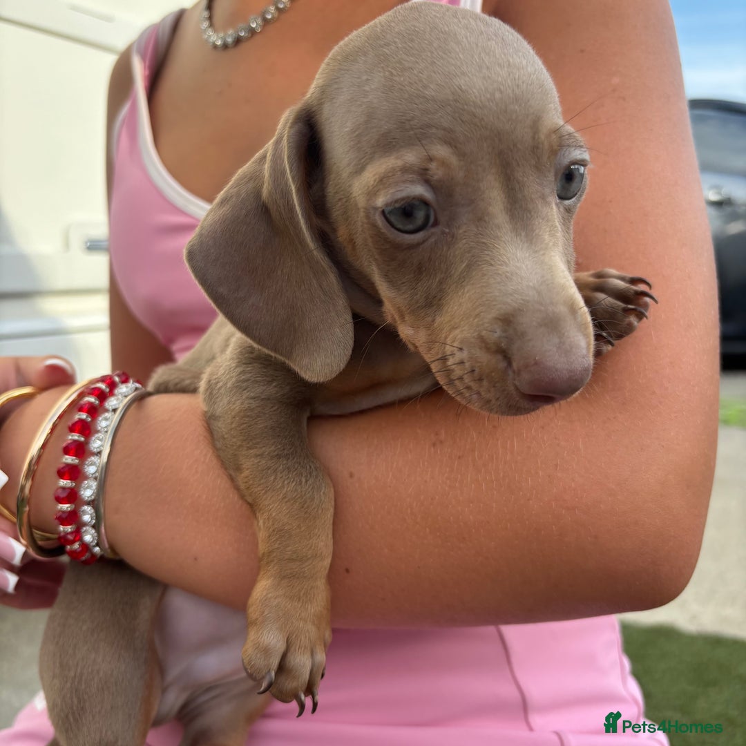 Miniature Dachshund dogs for sale: Miniature dachshund puppy’s TO LEAVE NOW in Luton - Image 28