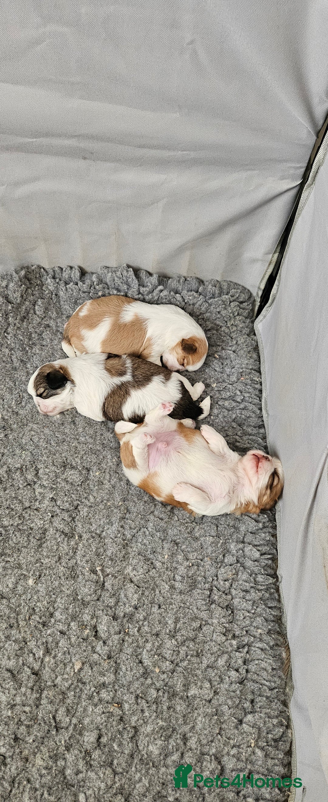 Mixed Breed dogs for sale: 4 beautiful little puppies chihuahua/shih tzu X - Advert 20
