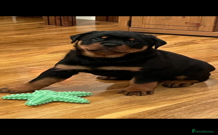 Rottweiler dogs - Advert 1