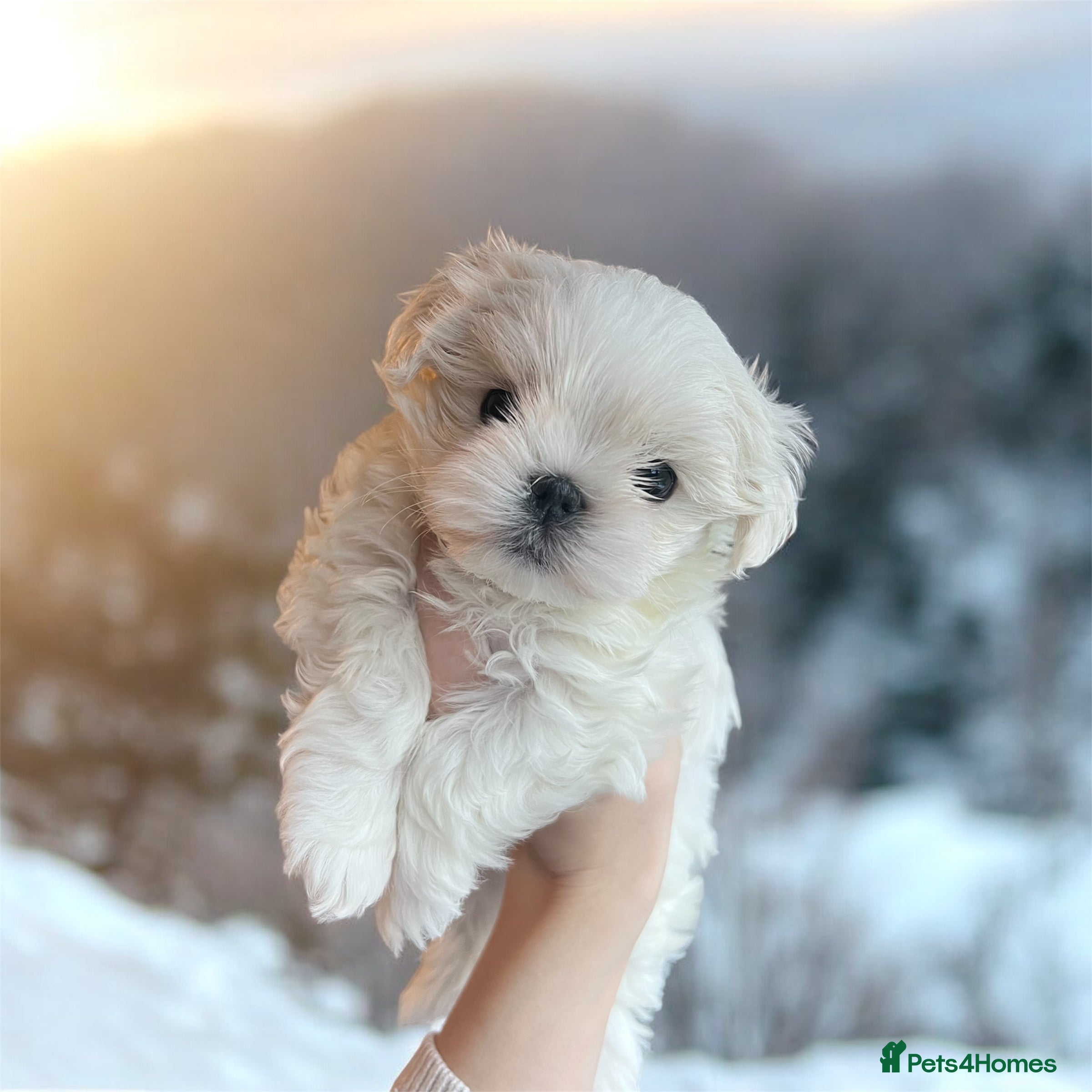 Maltese dogs ✨Korean maltese puppies ✨ - Advert 5