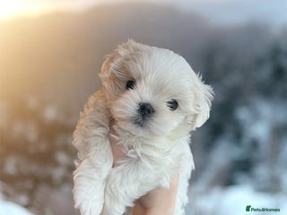 Maltese dogs ✨Korean maltese puppies ✨ - Advert 7