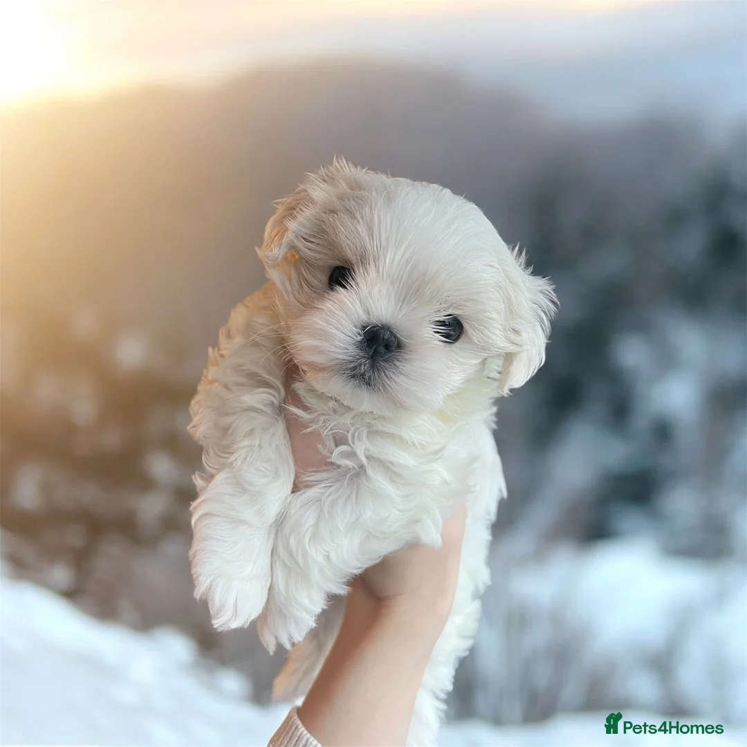 Maltese dogs for sale: Reduced price 💙Maltese cute puppies 💙 - Advert 25