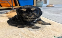 Cockapoo dogs for sale: Beautiful, Rare Cockapoo Puppies – Ready 17th Nov - Advert 28