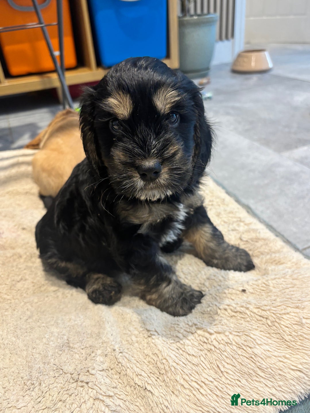 Cockapoo dogs for sale: Beautiful, Rare Cockapoo Puppies – Ready 17th Nov - Advert 28